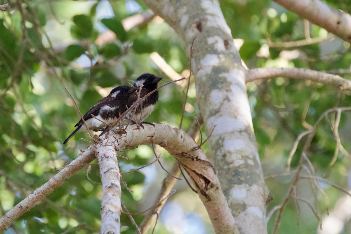 White-eared Barbet - Nick Leiby