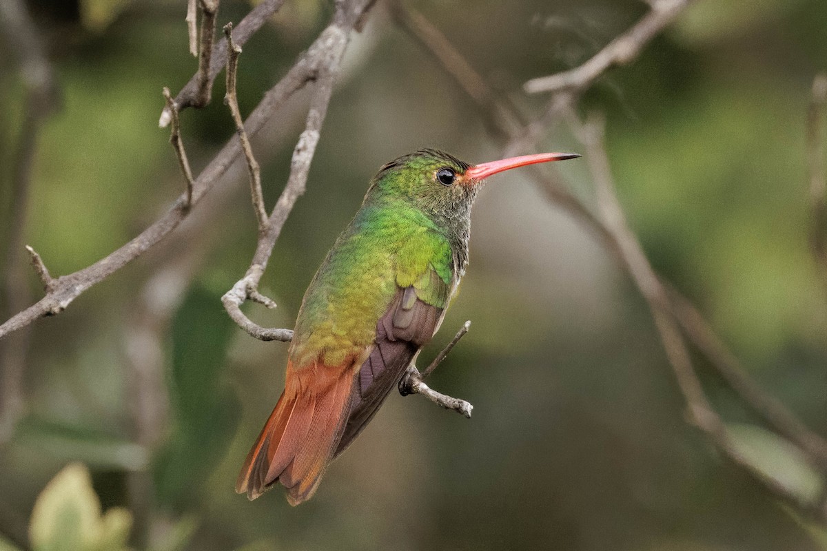 Rufous-tailed Hummingbird - Hans Wohlmuth