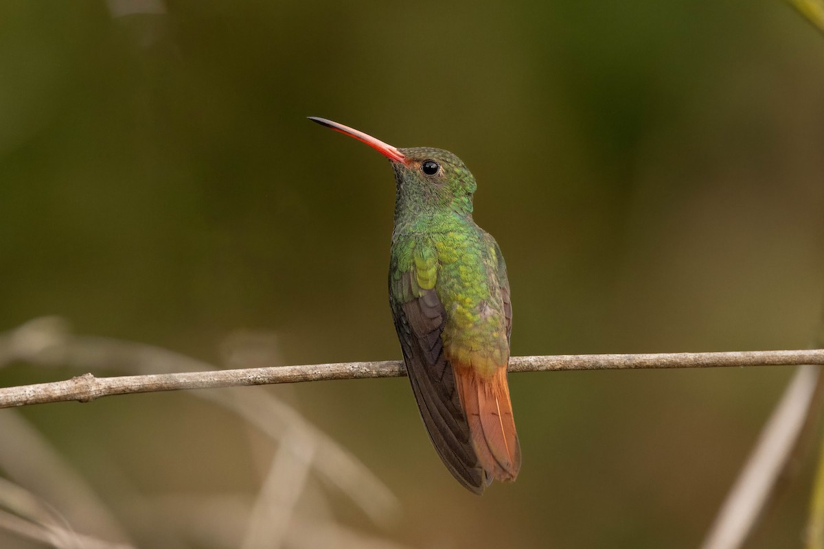 Rufous-tailed Hummingbird - Hans Wohlmuth