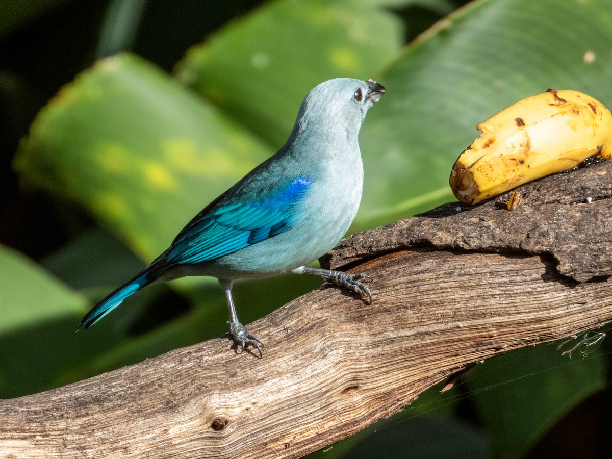 Blue-gray Tanager - Imogen Warren