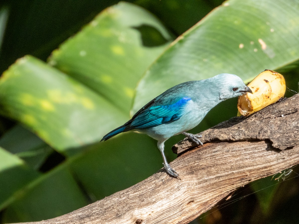 Blue-gray Tanager - Imogen Warren