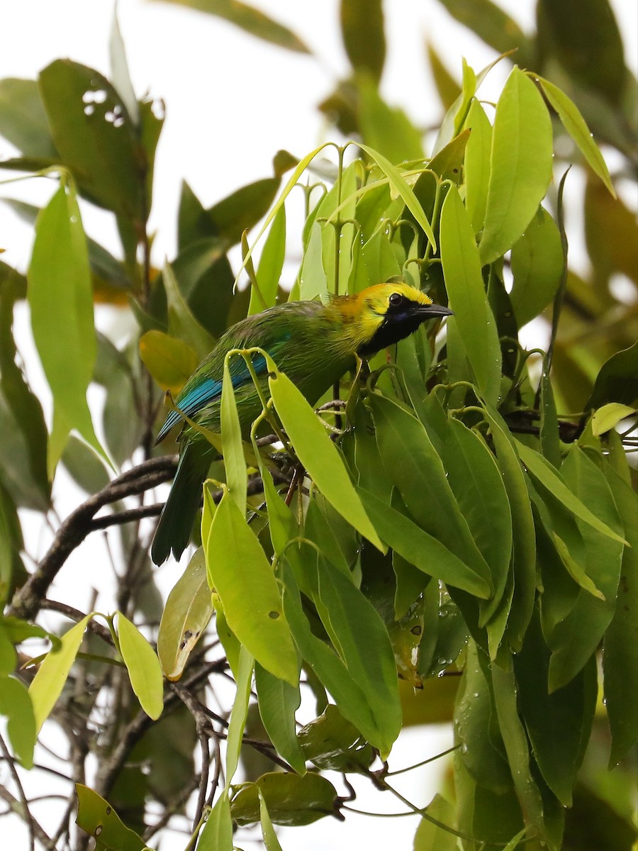 Blue-winged Leafbird - Matthias Alberti