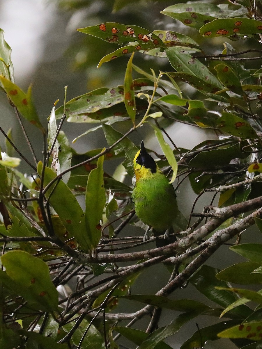 Blue-winged Leafbird - Matthias Alberti