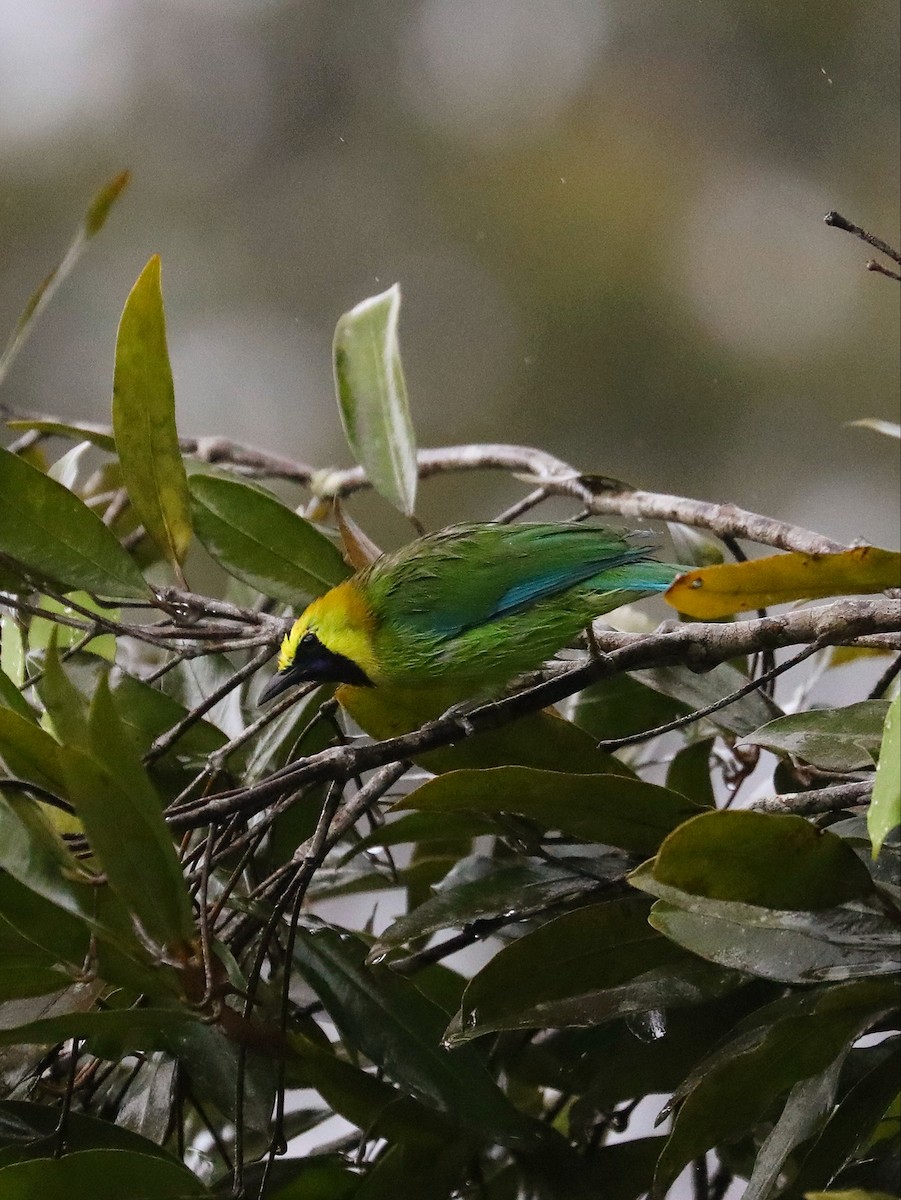 Blue-winged Leafbird - Matthias Alberti