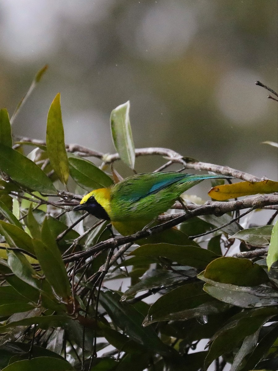 Blue-winged Leafbird - Matthias Alberti