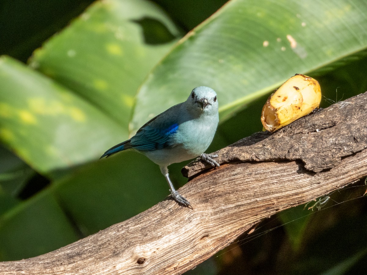 Blue-gray Tanager - Imogen Warren