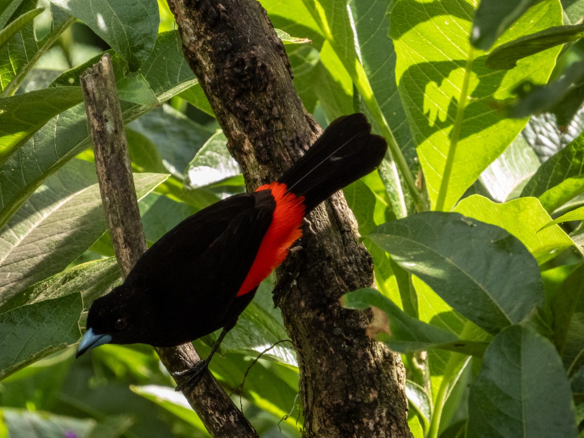 Scarlet-rumped Tanager (Passerini's) - Imogen Warren