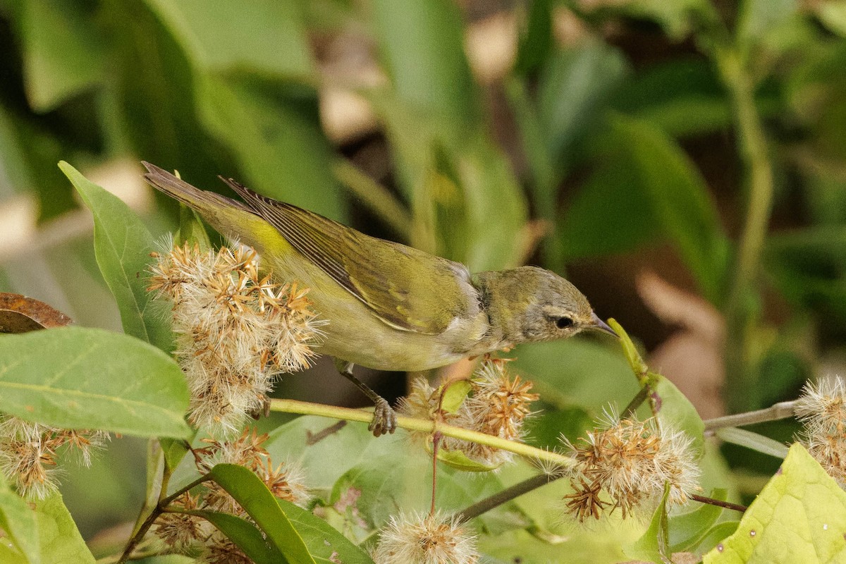 Tennessee Warbler - Hans Wohlmuth