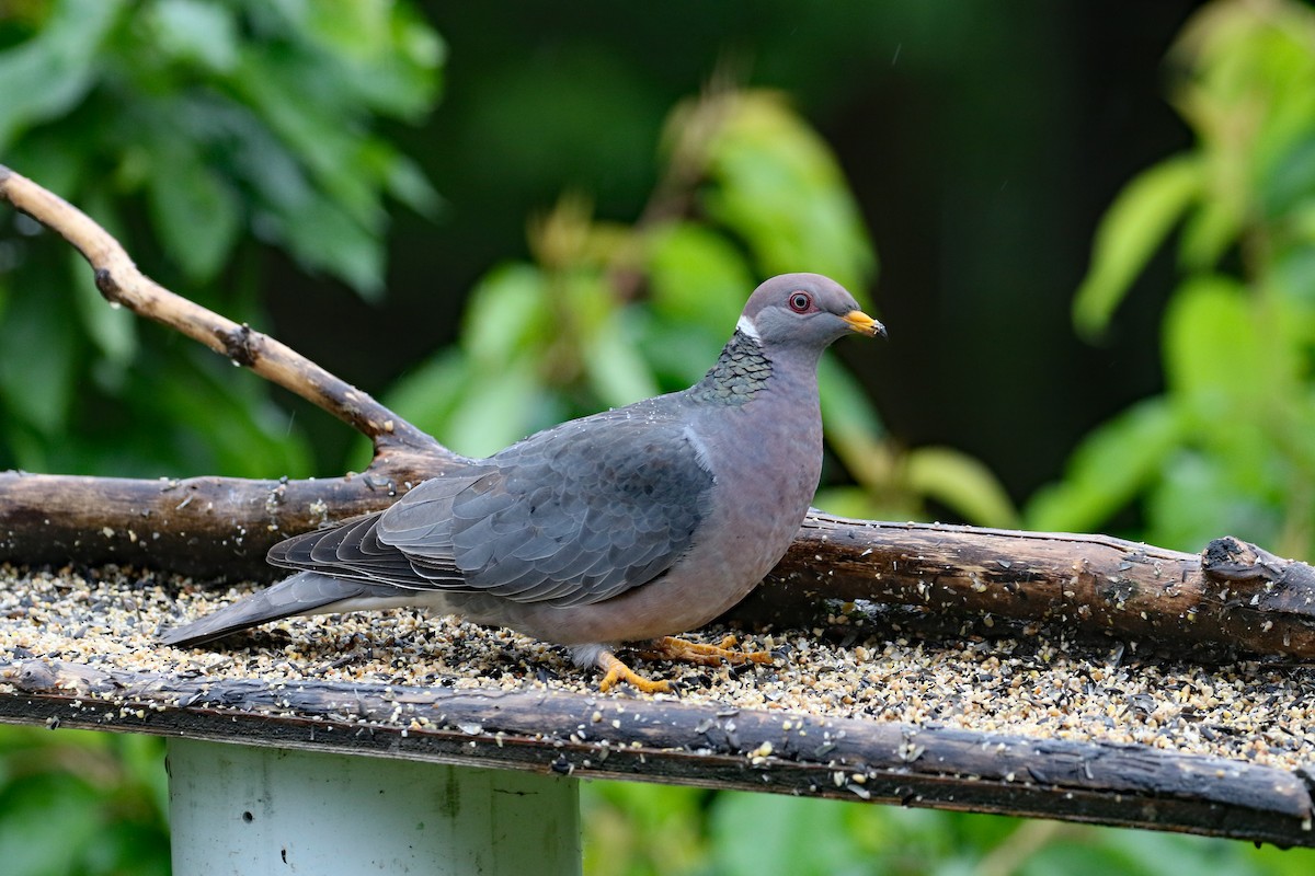 Band-tailed Pigeon - Dave Beeke