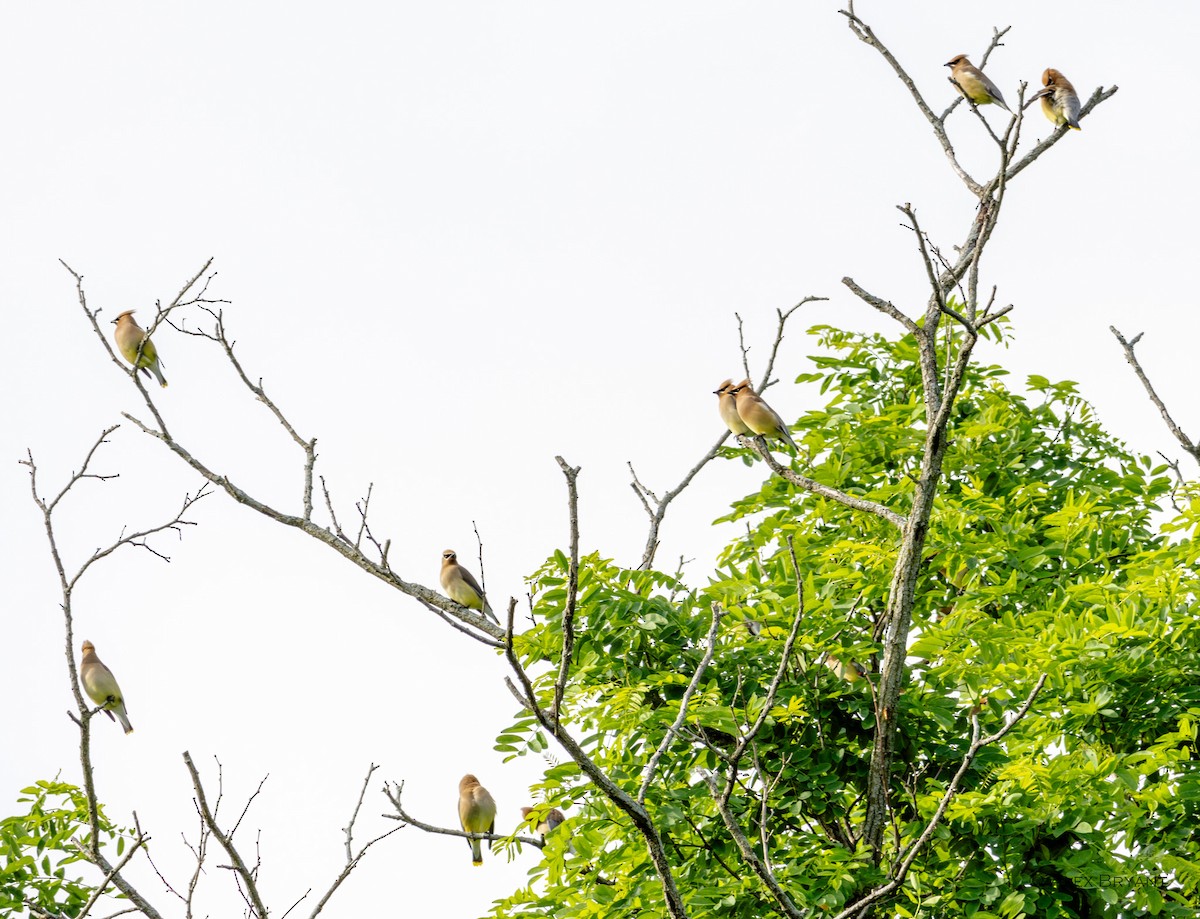 Cedar Waxwing - Alex Bryant