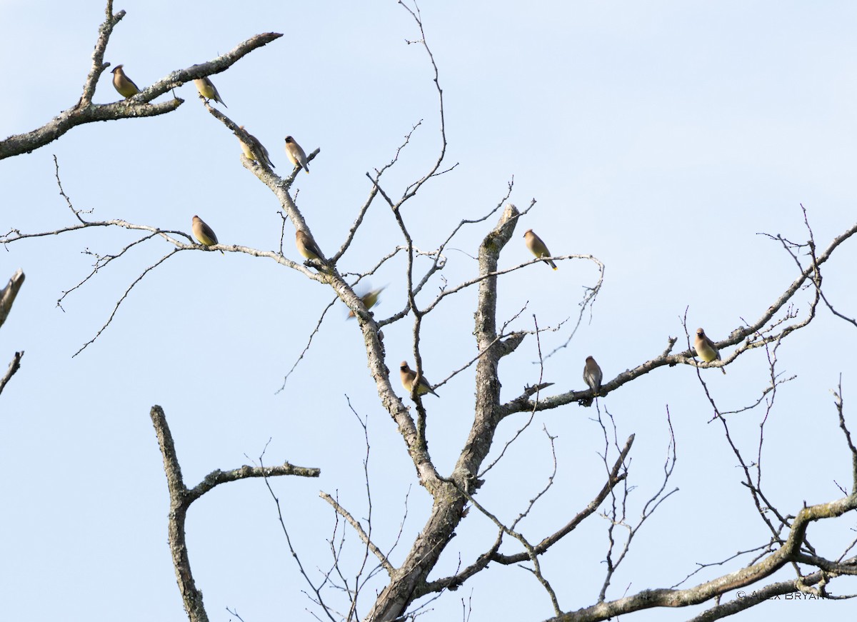 Cedar Waxwing - Alex Bryant