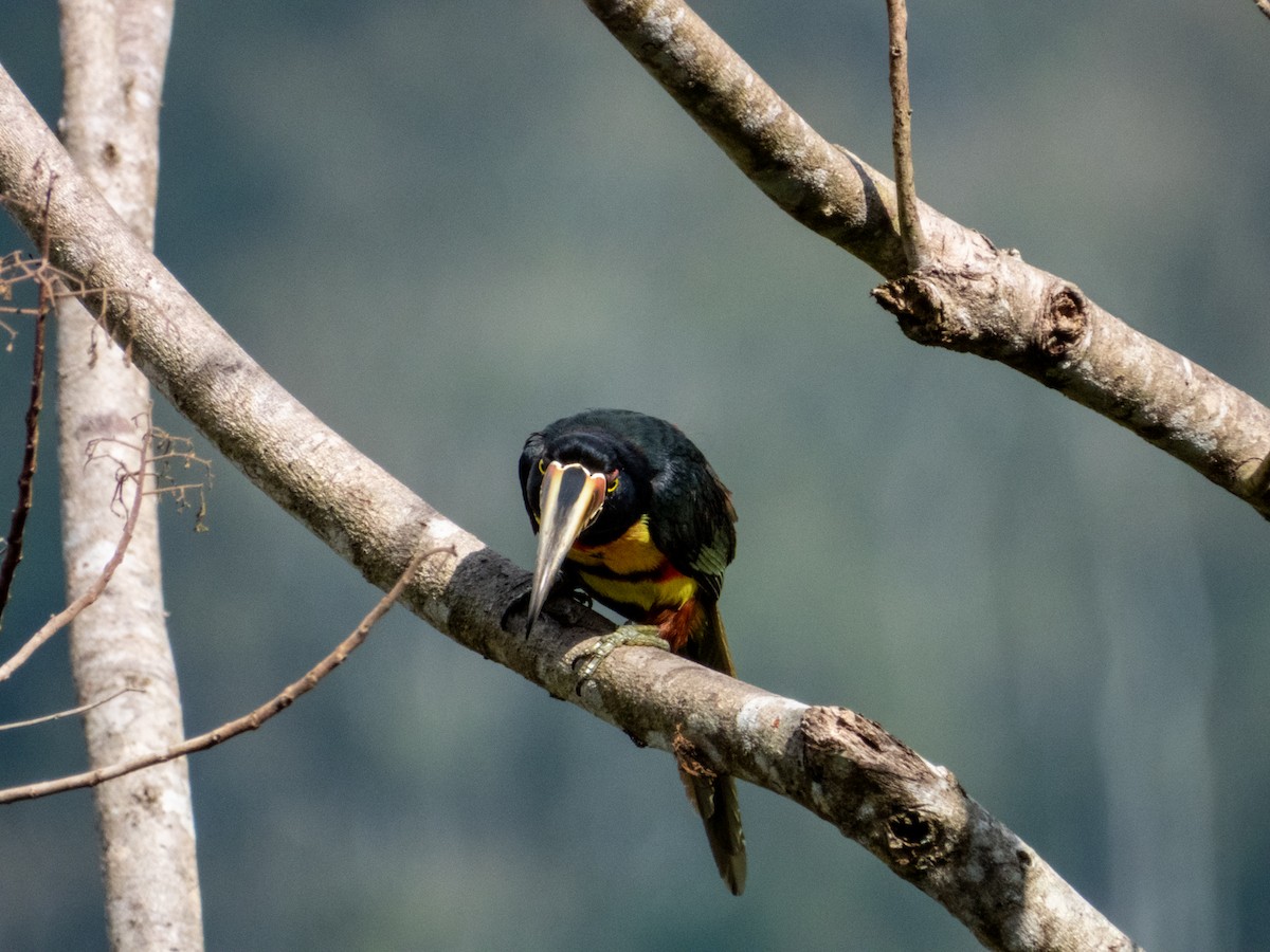 Collared Aracari - Imogen Warren