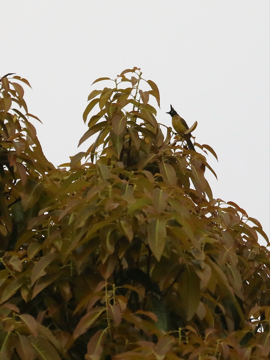 Black-crested Bulbul - Matthias Alberti