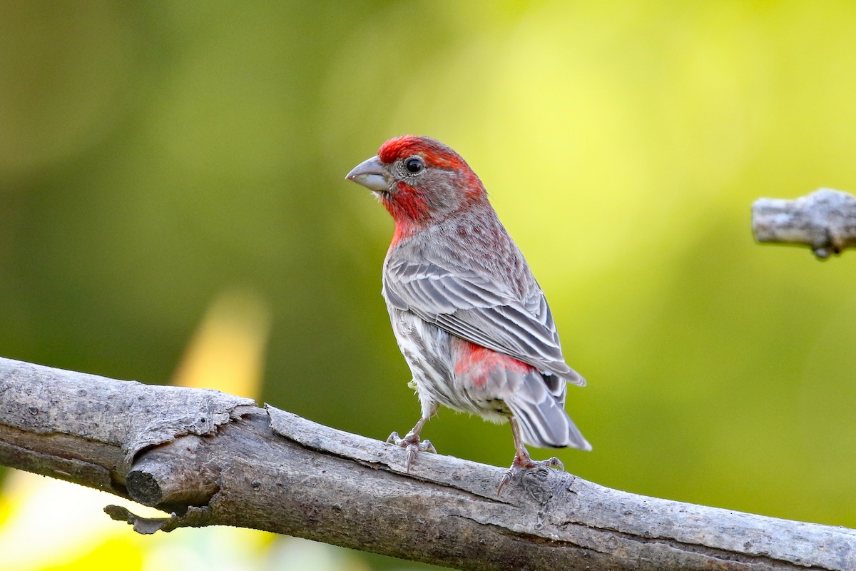 House Finch - Dave Beeke