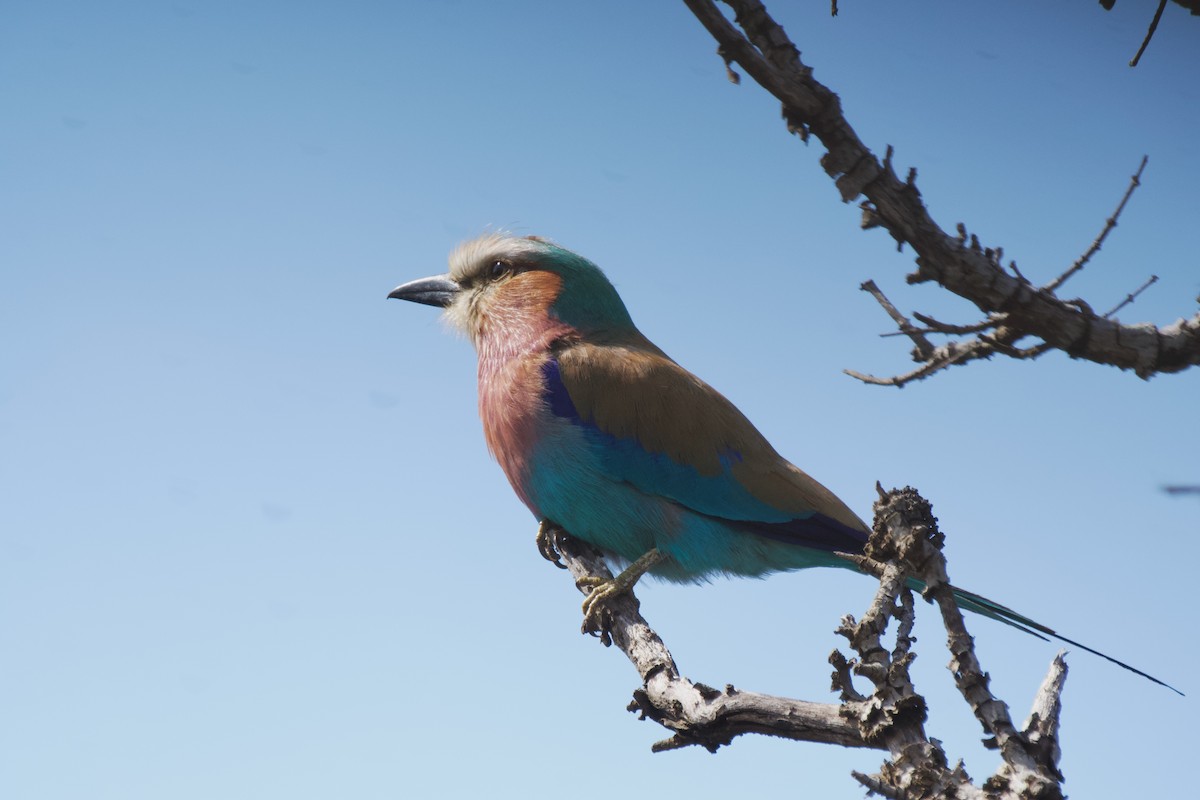 Lilac-breasted Roller - Nick Leiby
