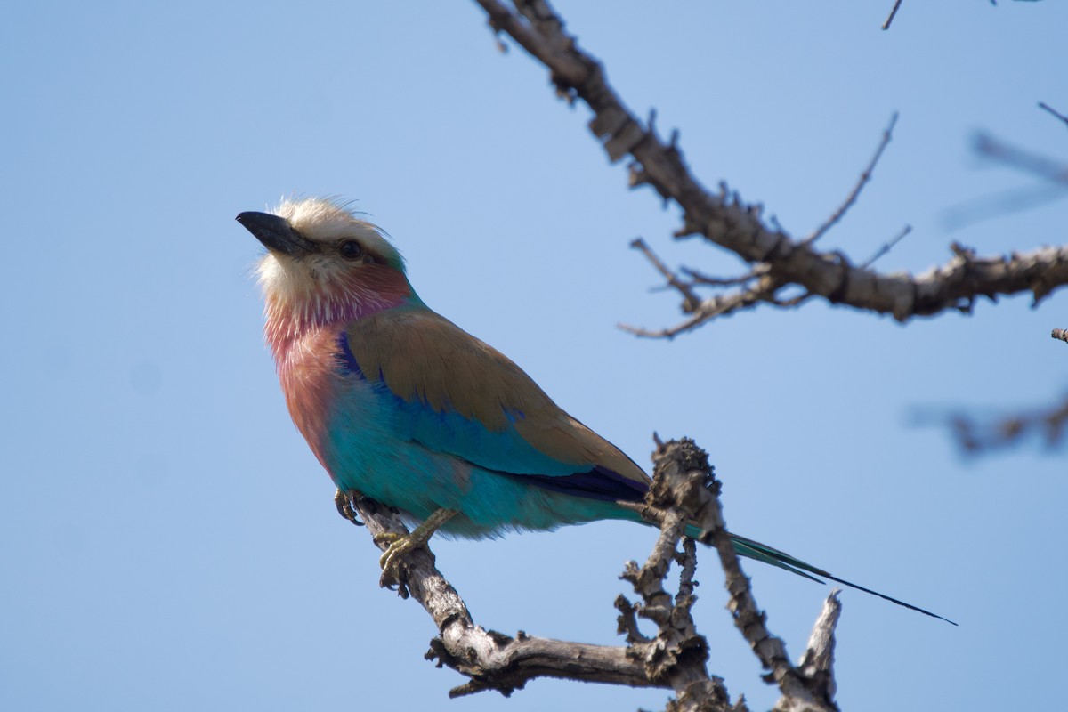 Lilac-breasted Roller - Nick Leiby