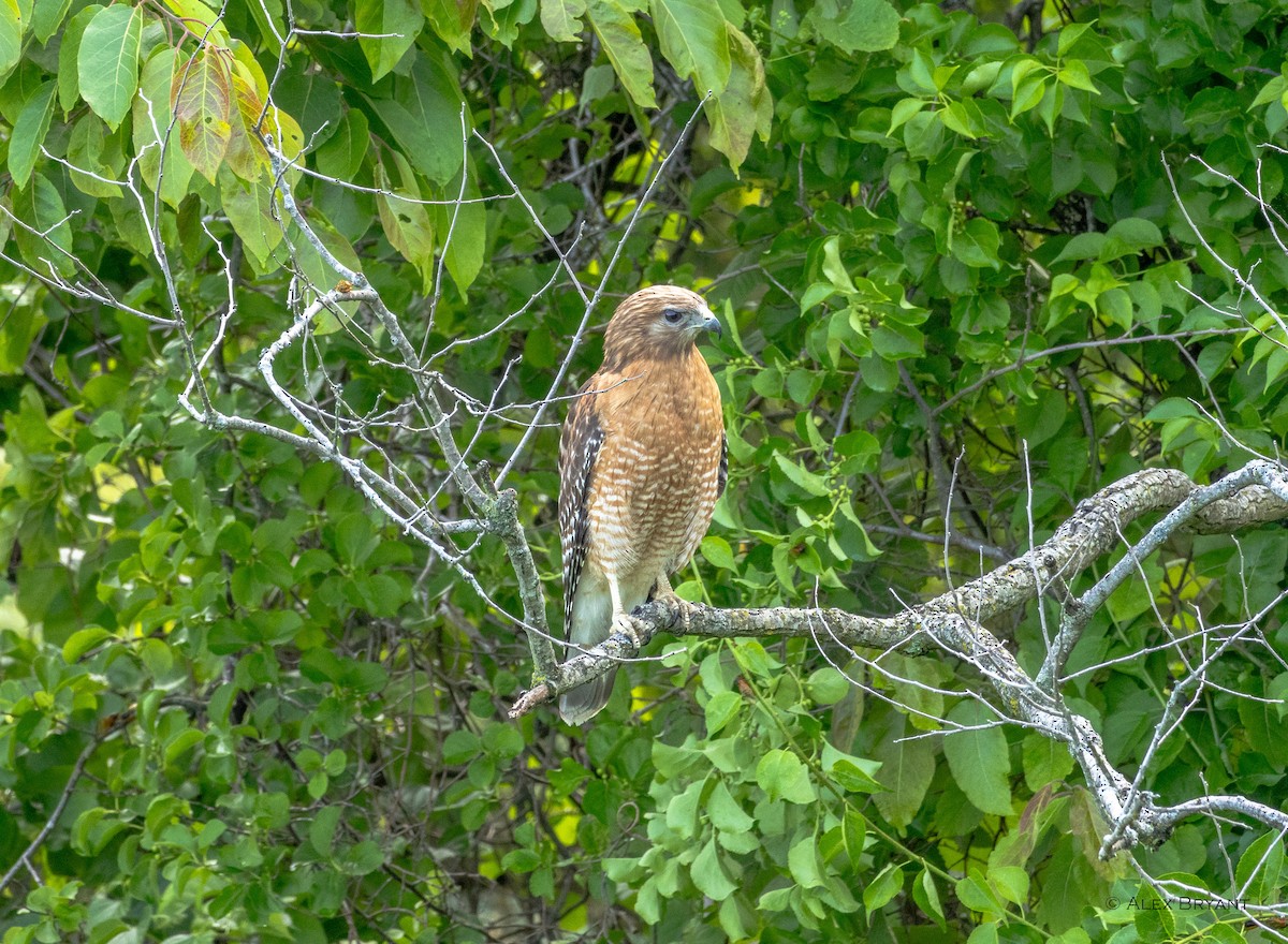 Red-shouldered Hawk - Alex Bryant