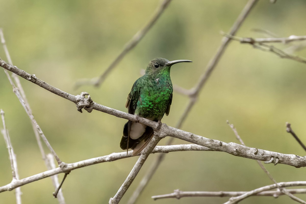 Blauschwanz-Buffonkolibri - ML619475039