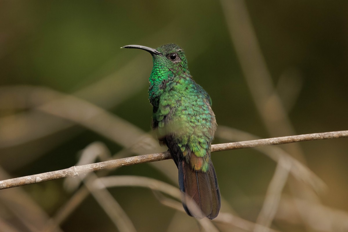 Colibrí de Buffon - ML619475042