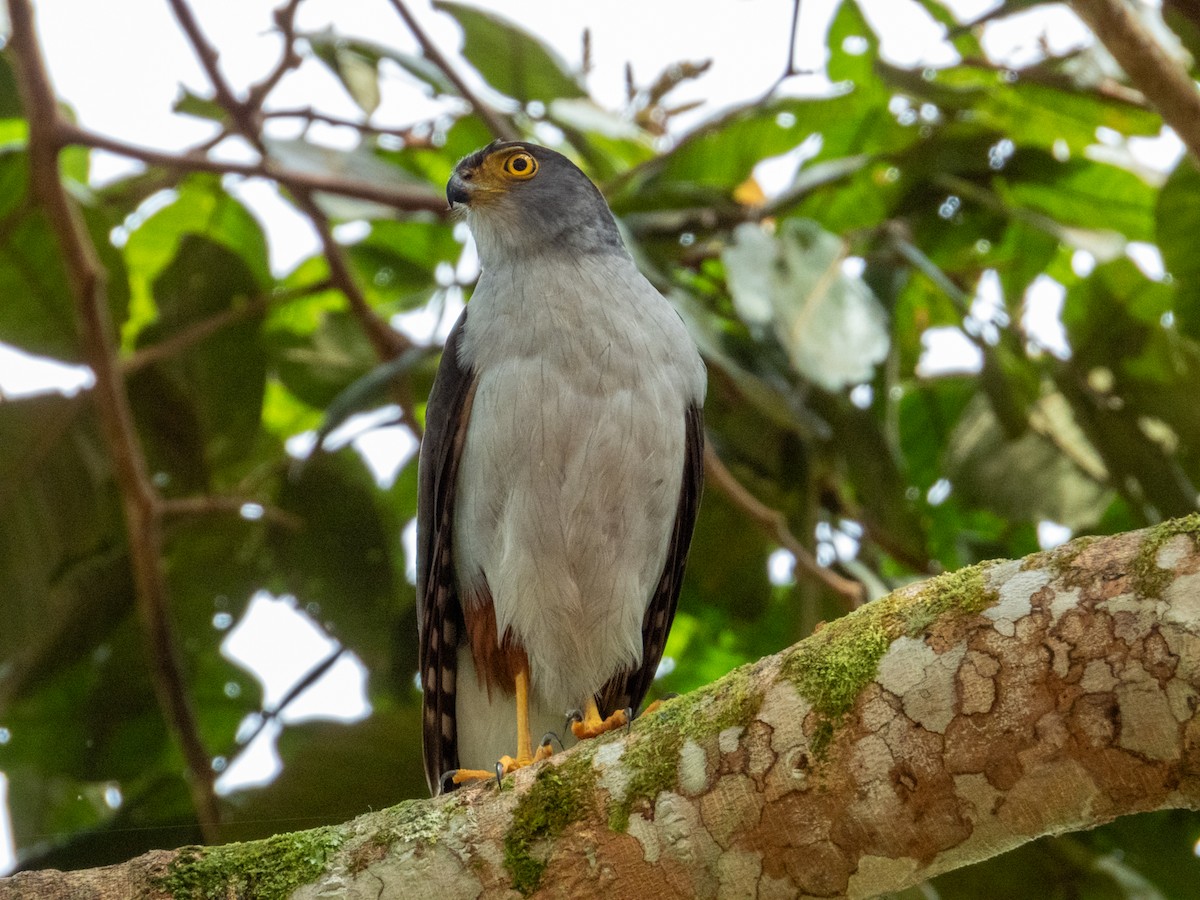 Bicolored Hawk - Imogen Warren