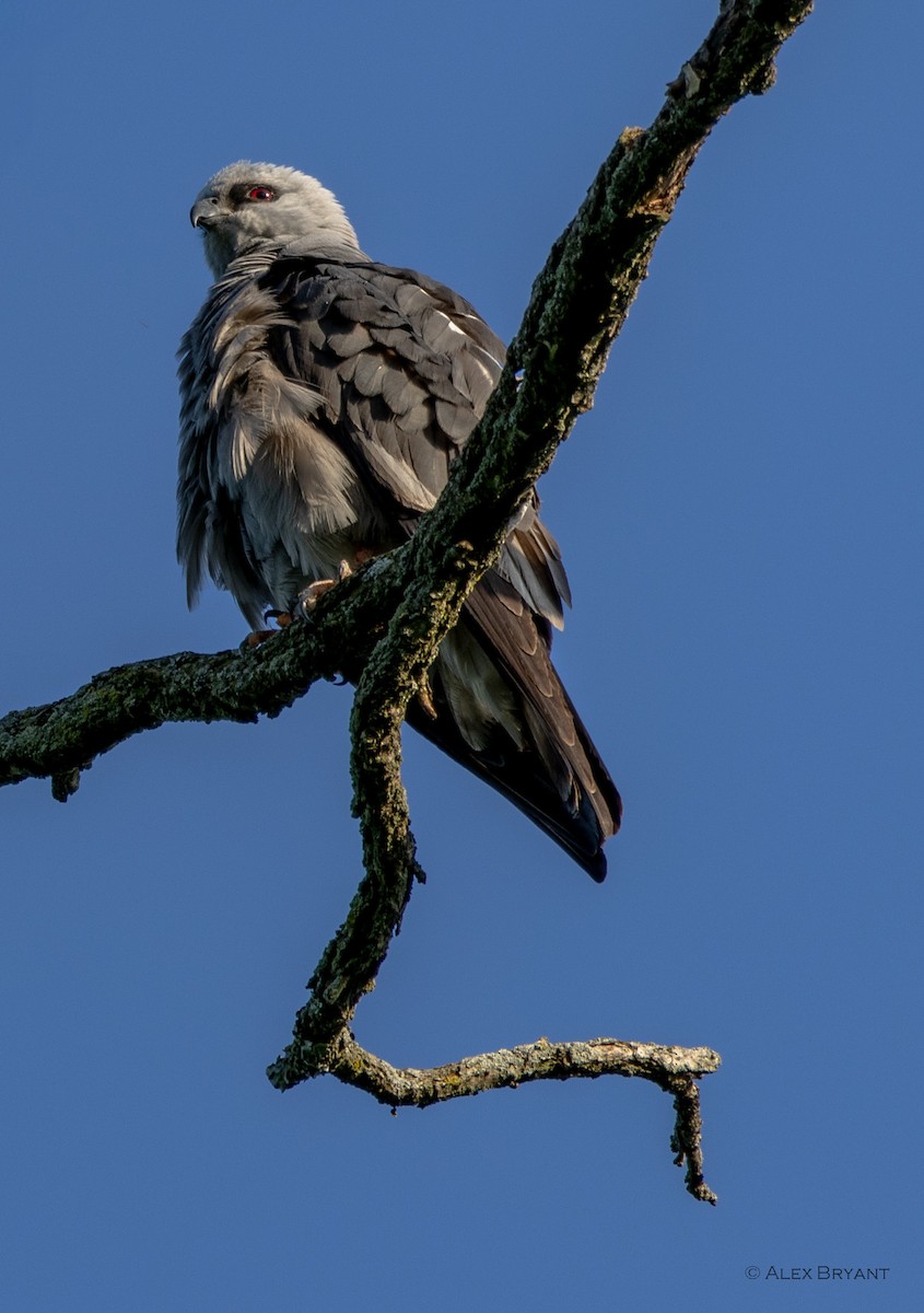 Mississippi Kite - Alex Bryant