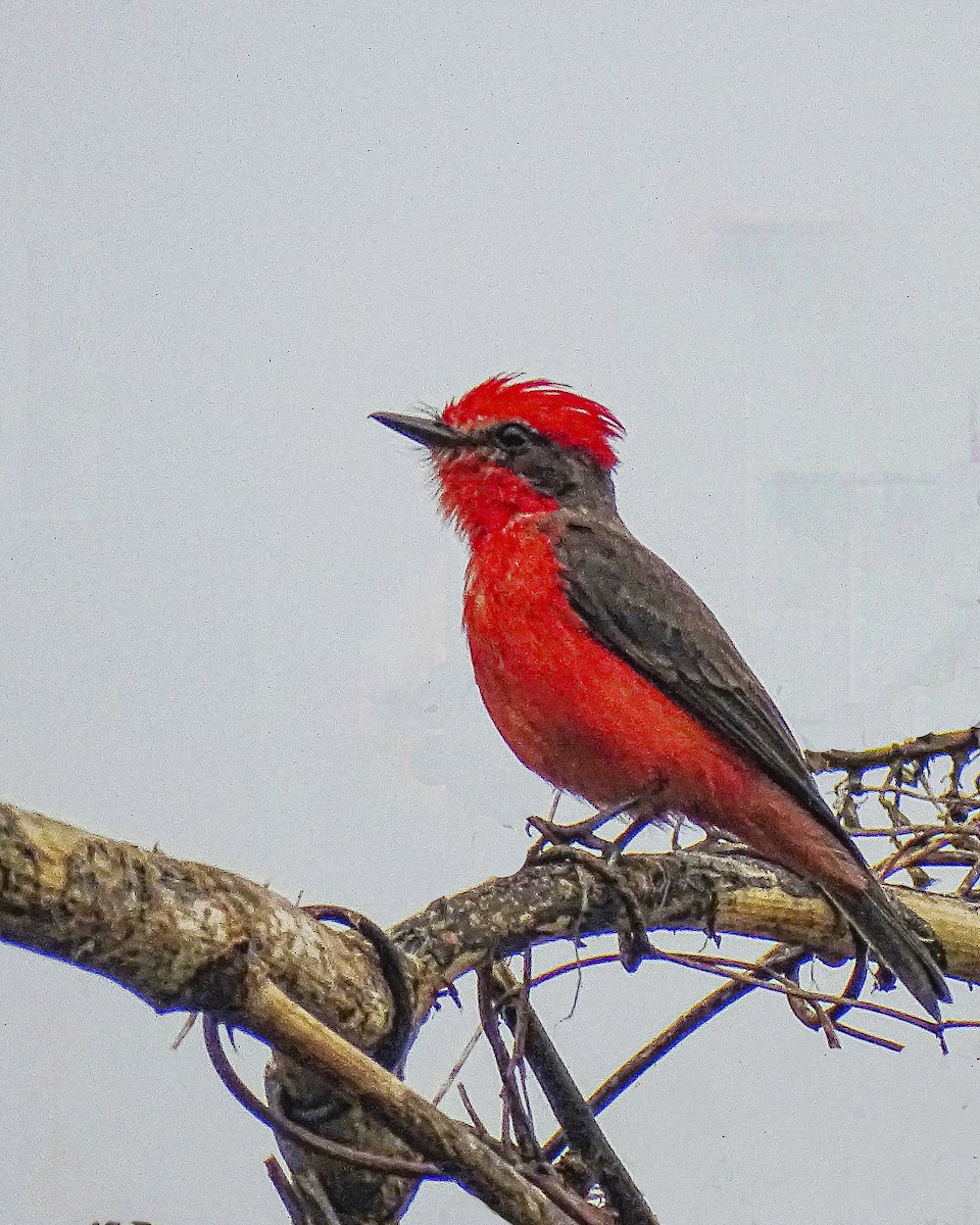 Vermilion Flycatcher - Daniel Pérez Peña