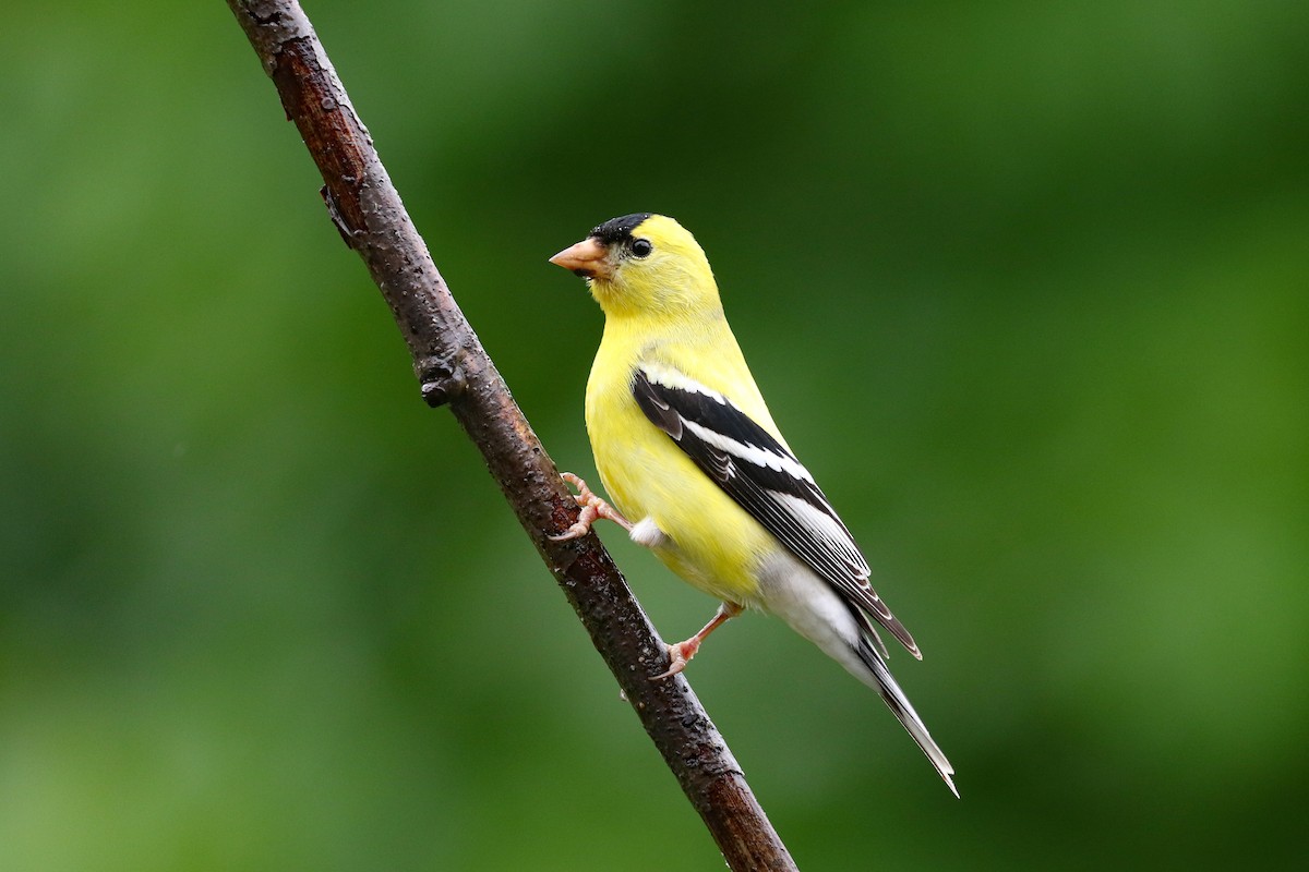 American Goldfinch - Dave Beeke