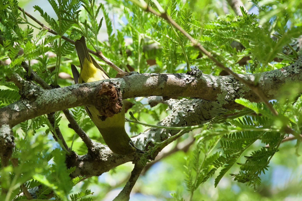 Southern Yellow White-eye - Nick Leiby