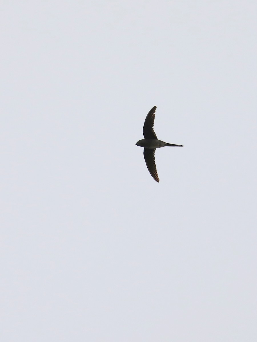 Gray-rumped Treeswift - Matthias Alberti