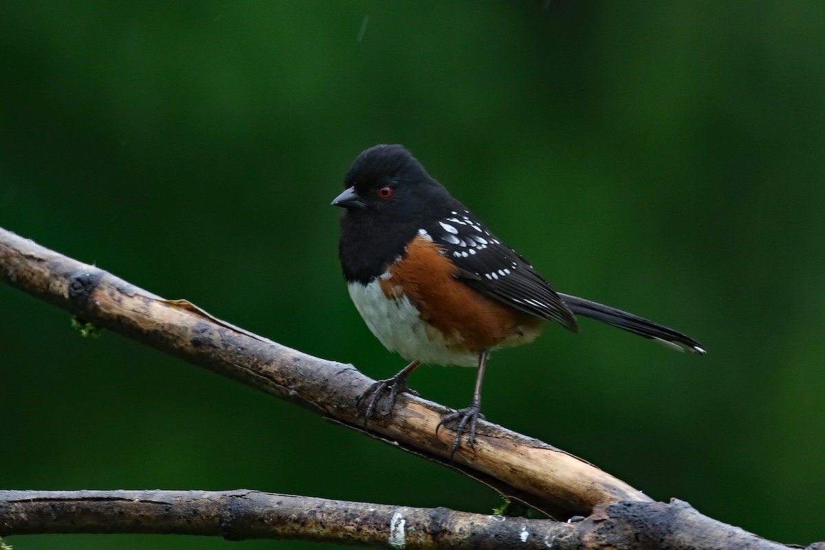 Spotted Towhee - Dave Beeke