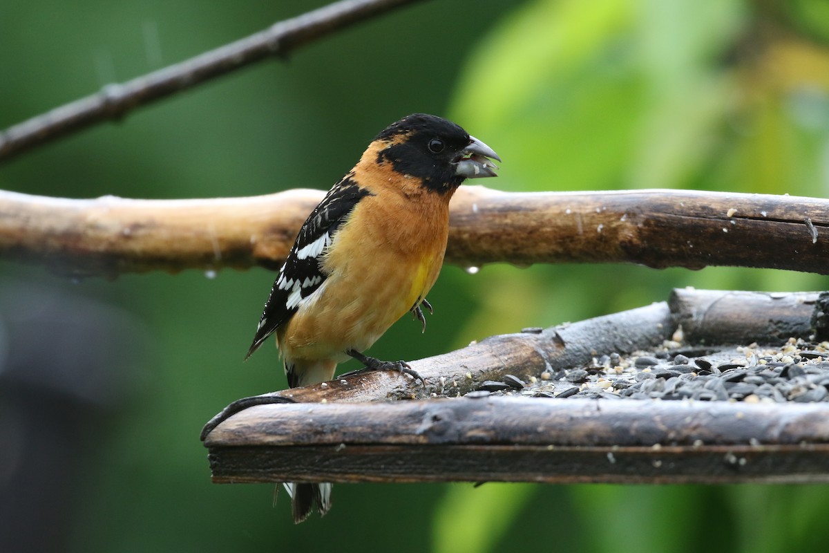 Black-headed Grosbeak - Dave Beeke