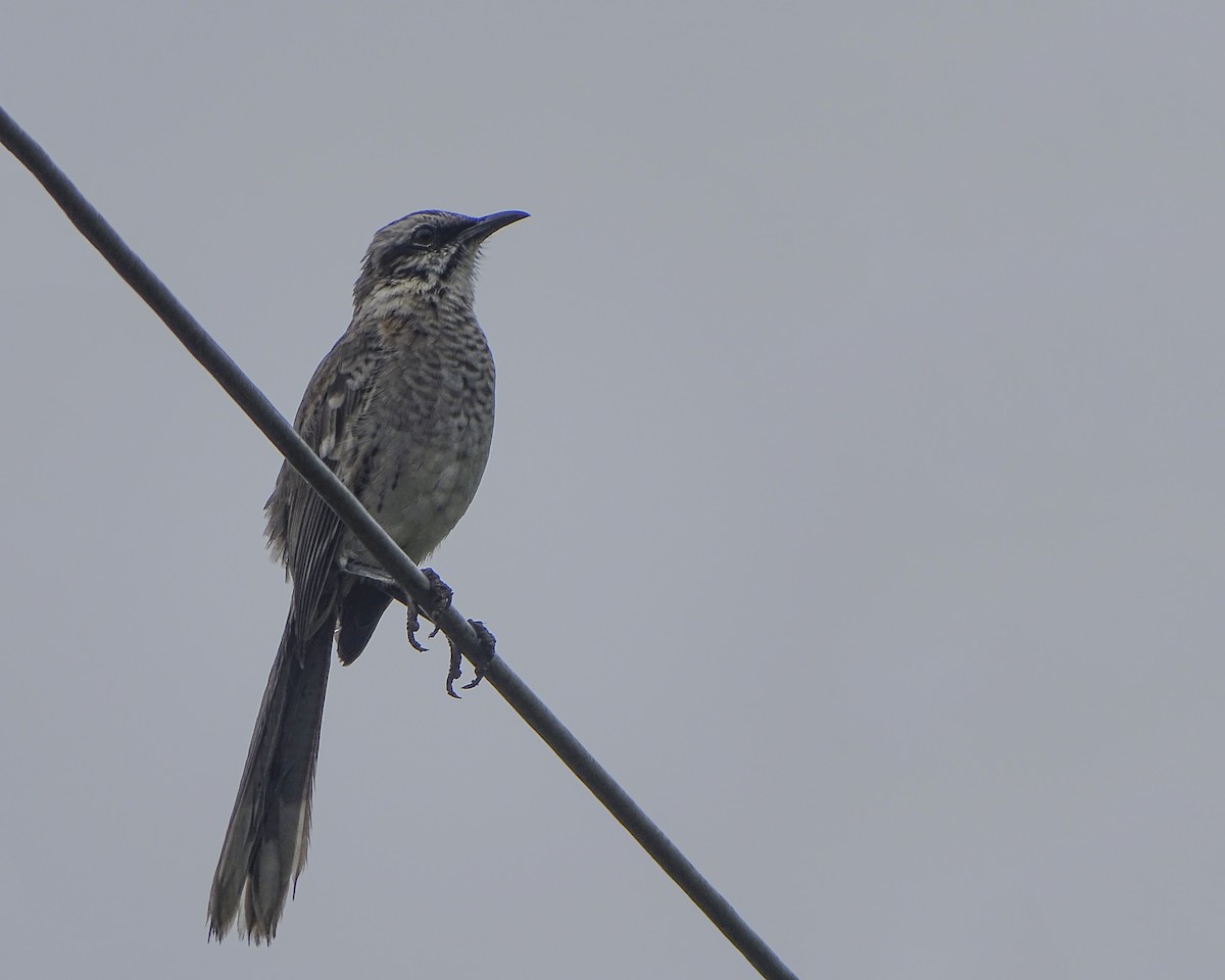 Long-tailed Mockingbird - Daniel Pérez Peña