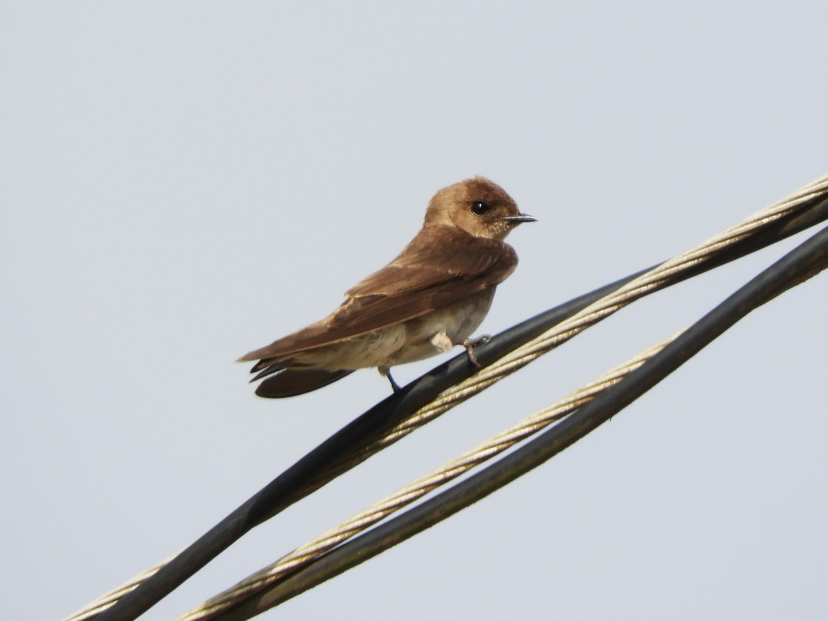 Northern Rough-winged Swallow - Maria Corriols