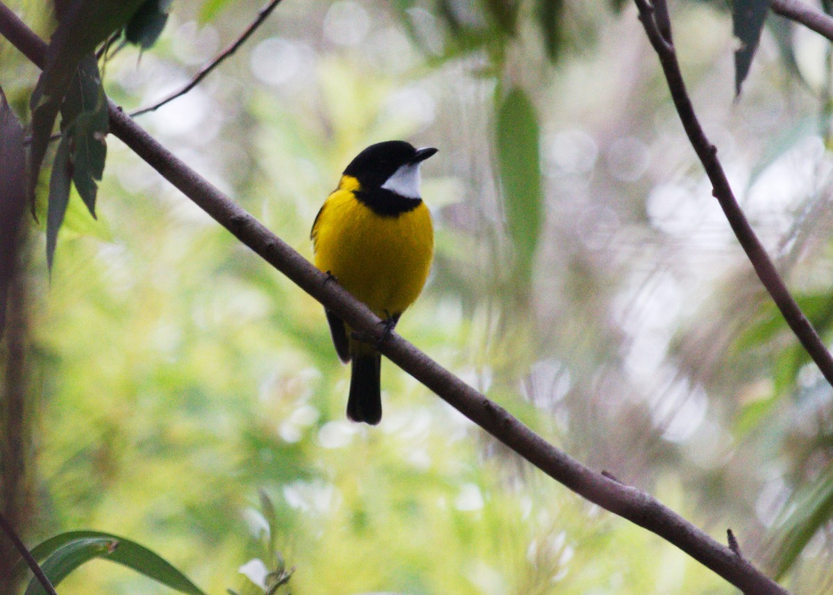 Golden Whistler - Ron Burgin