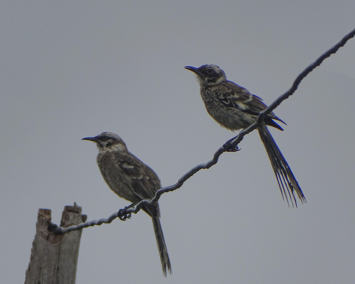 Long-tailed Mockingbird - Daniel Pérez Peña