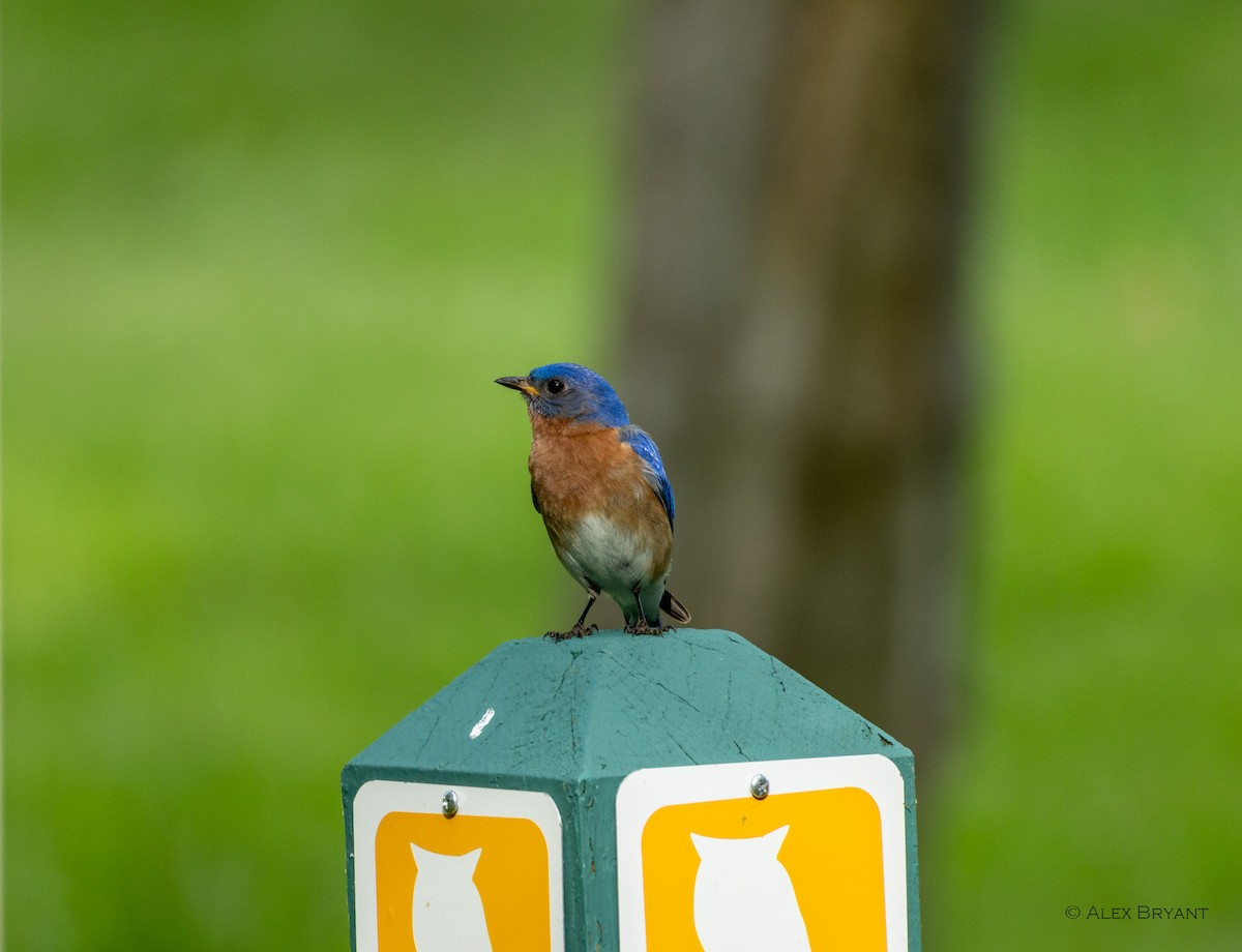 Eastern Bluebird - Alex Bryant