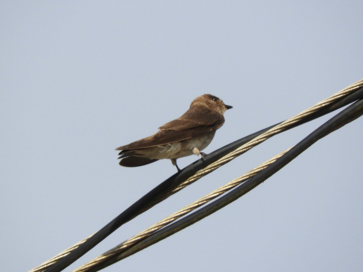 Northern Rough-winged Swallow - Maria Corriols