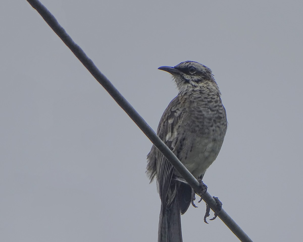 Long-tailed Mockingbird - Daniel Pérez Peña