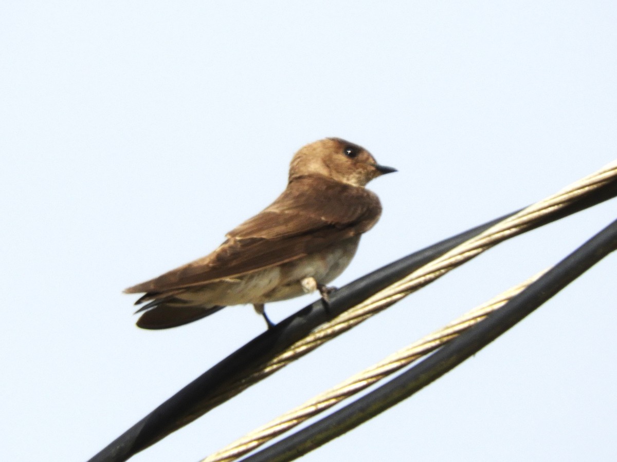 Northern Rough-winged Swallow - Maria Corriols