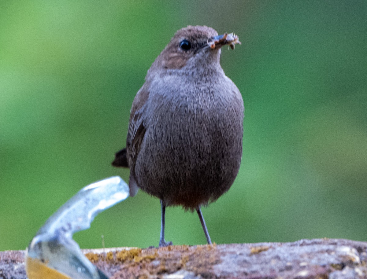 Indian Robin - ML619475080