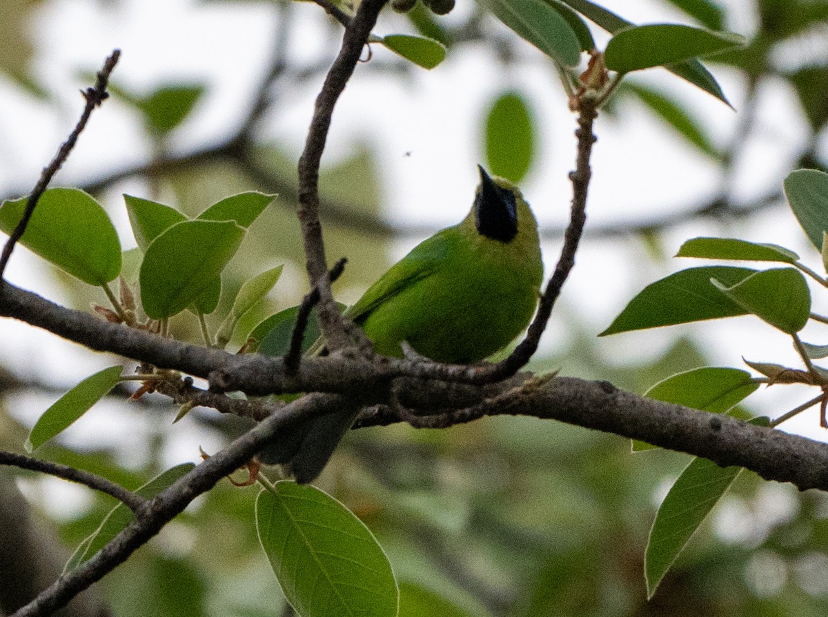 Jerdon's Leafbird - Jagdish Jatiya