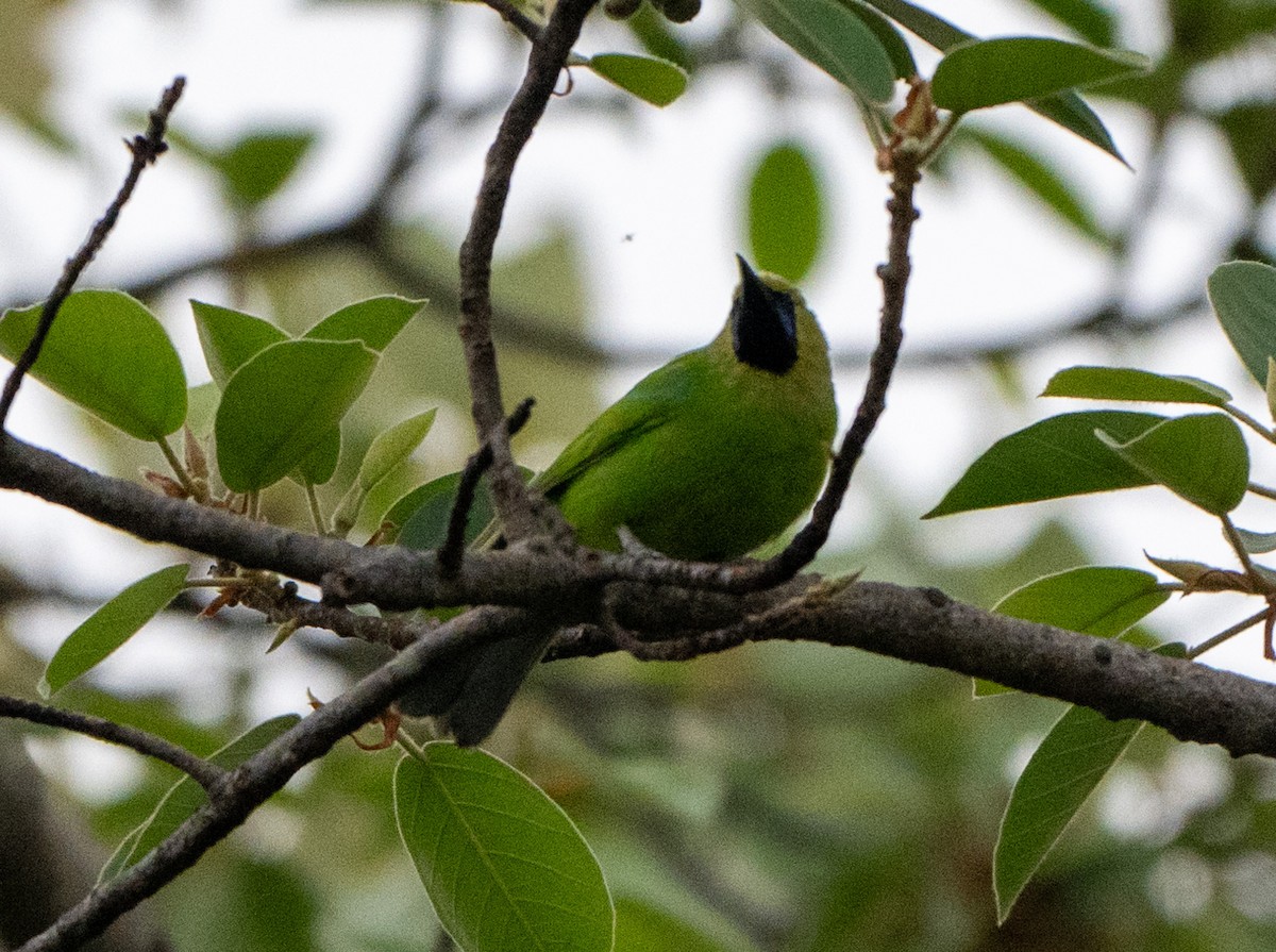 Jerdon's Leafbird - ML619475082