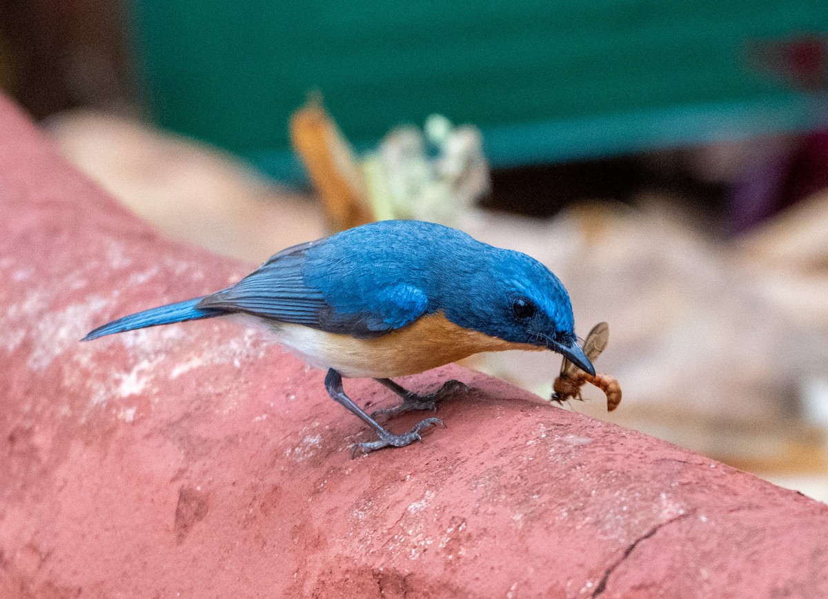 Tickell's Blue Flycatcher - Jagdish Jatiya