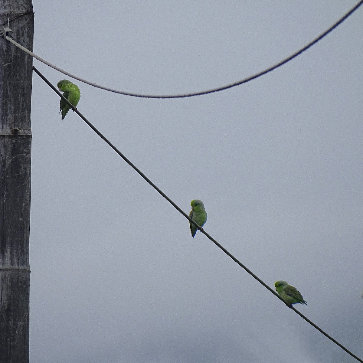 Pacific Parrotlet - Daniel Pérez Peña