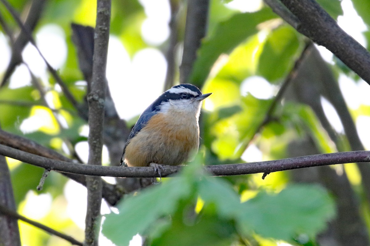 Red-breasted Nuthatch - Dave Beeke