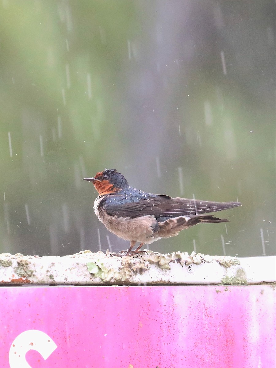 Pacific Swallow - Matthias Alberti