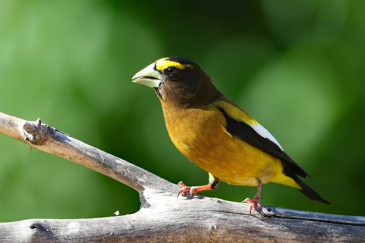 Evening Grosbeak - Dave Beeke