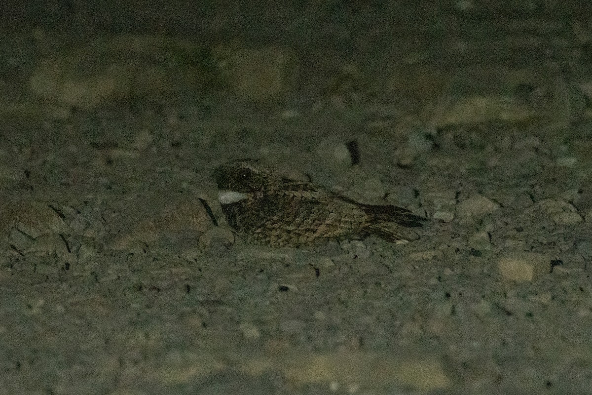 Common Poorwill - Esther Sumner
