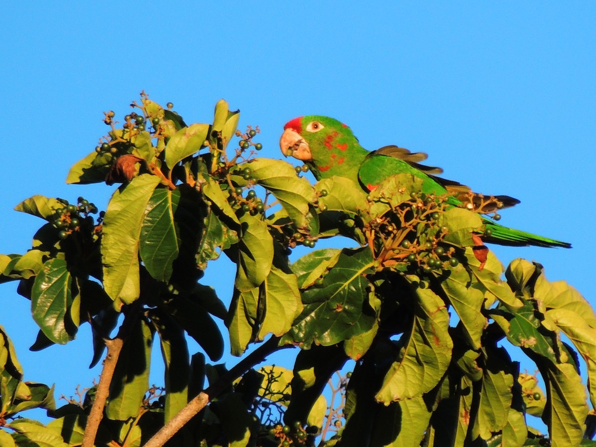 Crimson-fronted Parakeet - Roger Lambert