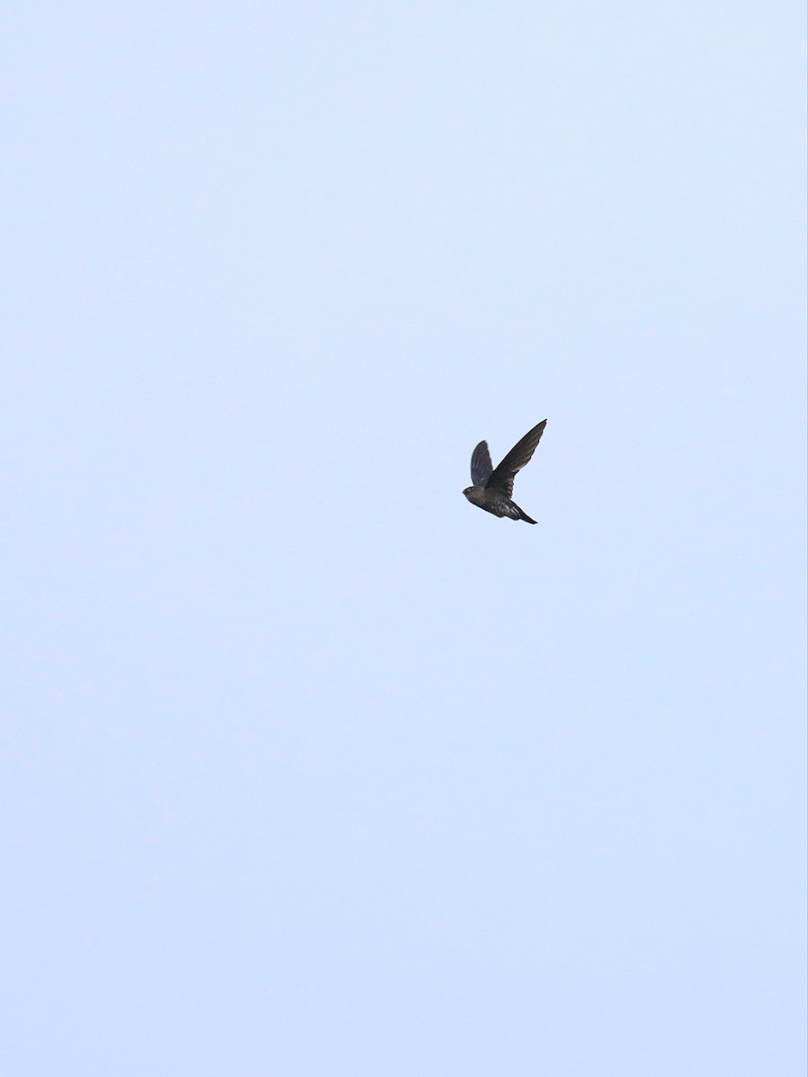 Plume-toed Swiftlet - Matthias Alberti